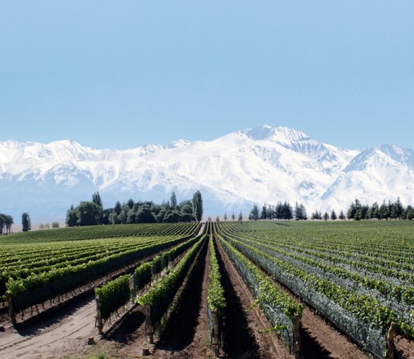 Vinos & Compañia |Bodega Los Haroldos|